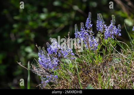 La Veronica prostrata è una pianta a bassa fioritura blu chiaro di colline soleggiate, un fiore di montagna. Foto Stock