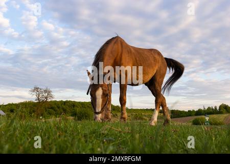 Primo piano vista laterale di un bel cavallo marrone che mangia erba e fieno in prato e campo verde solo in estate. Foto Stock