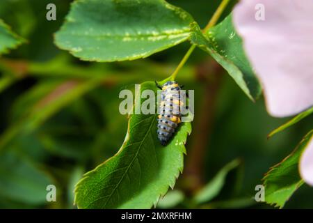 Macro Foto di larve di Ladybug su foglia verde isolato su Backgrou. Foto Stock