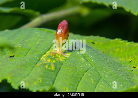 Piante parassitarie sulle foglie di alberi di calce. Crescite tubolari sulle foglie dell'albero di Linden. Foto Stock