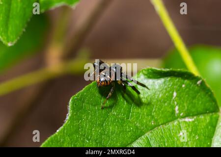 Foto macro di un ragno di granchio appeso ad una pianta, Xysticus Croceus. Foto Stock