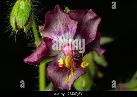 Il Phaeum di geranio, comunemente chiamato becco di gru fusky, piangente vedova o vedova nera, è una specie erbacea della famiglia delle Geraniacee. Fiori di Foto Stock