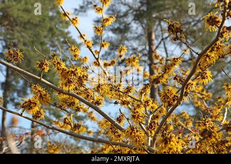 Il nocciolo di strega 'Barmstedt Gold' in fiore. Foto Stock