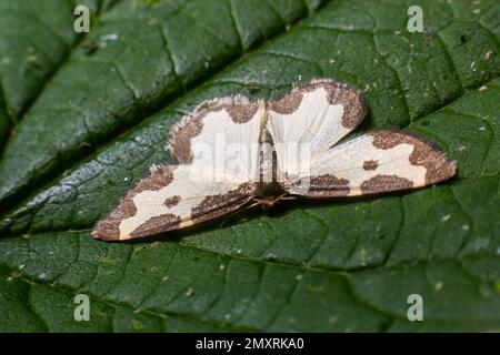 Farfalla lomaspilis marginata con ali bianche e macchie grigie su una foglia su uno sfondo verde. Foto Stock