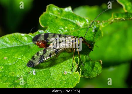 Panorpa communis è il comune scorpionfly una specie di scorpionfly. I relativi sono insetti utili che mangiano pesti di pianta. Foto Stock