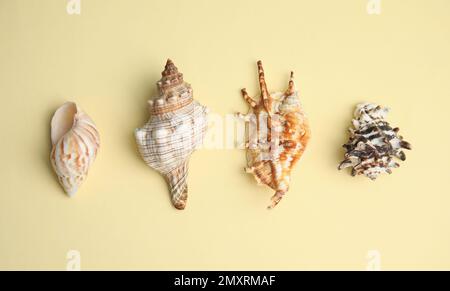 Diverse conchiglie di mare belle su sfondo giallo, piatto giacitura Foto Stock