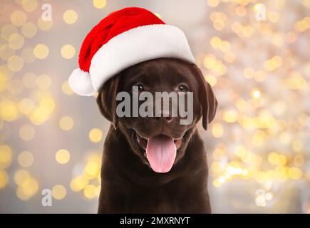 Labrador Retriever cucciolo al cioccolato con cappello di Santa e sfocate luci di Natale sullo sfondo. Cane adorabile Foto Stock