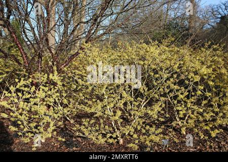 Strega nocciolo 'pallida' in fiore. Foto Stock