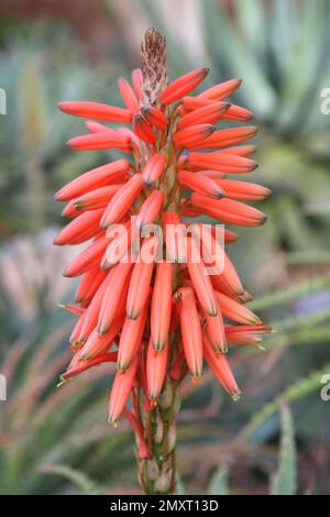Il fiore d'arancia della pianta di aloe spinosa, Foto Stock
