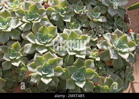 Le rosette verdi dell'echeveria glaucous succulent. Foto Stock