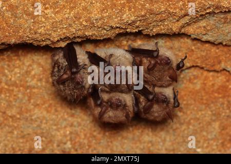 Gruppo di frangifauna (Myotis emarginatus) nella cantina Foto Stock