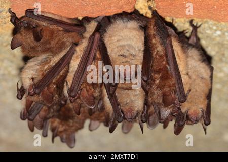 Gruppo di frangifauna (Myotis emarginatus) nella cantina Foto Stock