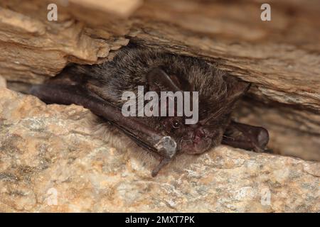 La barbastelle occidentale, barbastelle o barbastelle bat (barbastella barbastellus) ibernazione pipistrello in buco pareti Foto Stock