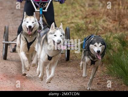 Un primo piano di cani da slitta gruppo, Siberian Huskies tirare un carrello a quattro ruote in una slitta Foto Stock