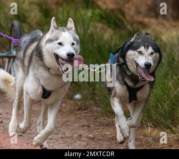 Un primo piano di cani da slitta gruppo, Siberian Huskies tirare un carrello a quattro ruote in una slitta Foto Stock