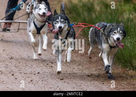 Un primo piano di cani da slitta gruppo, Siberian Huskies tirare un carrello a quattro ruote in una slitta Foto Stock