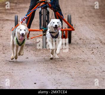 Un primo piano di cani da slitta gruppo, Siberian Huskies tirare un carrello a quattro ruote in una slitta Foto Stock