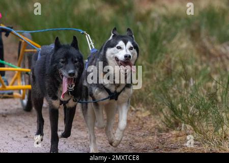 Un primo piano di cani da slitta gruppo, Siberian Huskies tirare un carrello a quattro ruote in una slitta Foto Stock