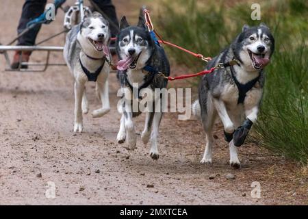 Un primo piano di cani da slitta gruppo, Siberian Huskies tirare un carrello a quattro ruote in una slitta Foto Stock