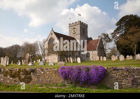 Campanula fiori che crescono sulla parete di San Mary's Church a Dinton, Wiltshire. Foto Stock