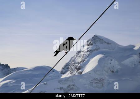 Un baratro alpino nero (graculo di Pyrhocorax) arroccato su un filo con montagne innevate su sfondo sfocato Foto Stock