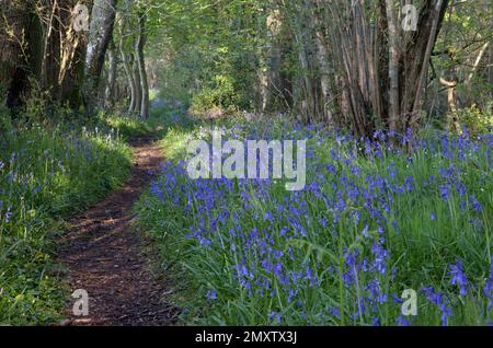 Bluebells a Compton Wood, vicino al villaggio di Compton Chamberlayne nel Wiltshire. Foto Stock