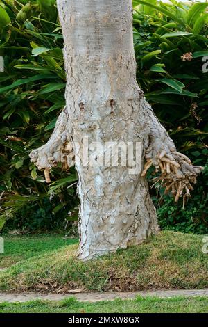 La pareidolia dell'albero nella figura di una persona Foto Stock