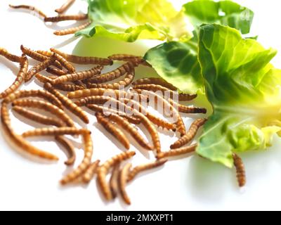 I lombrichi approvati come cibo umano su sfondo bianco Foto Stock