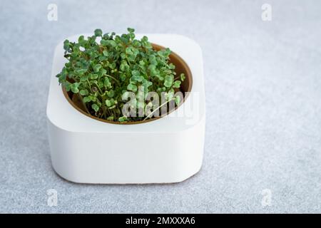 Primo piano di broccoli microgretti in pentola bianca su fondo grigio. Concetto di giardinaggio domestico e vegetazione crescente all'interno. Superfood per il lif vegano Foto Stock
