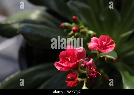 Una primula rossa è una splendida e delicata pianta fiorita con brillanti fiori rossi. I petali sono morbidi e vellutati, con un centro giallo che contrasta Foto Stock