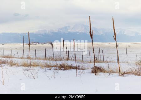 Vegetazione secca con Pikes Peak e le Montagne Rocciose sullo sfondo vicino Peyton, Colorado. Foto Stock