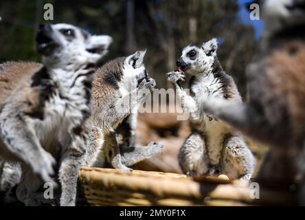 Kunming, provincia cinese dello Yunnan. 4th Feb, 2023. I lemuri potranno gustare il "cibo festivo" in vista del prossimo Festival delle Lanterne presso il parco zoologico Yunnan Wild Animal Park di Kunming, nella provincia dello Yunnan, nel sud-ovest della Cina, il 4 febbraio 2023. Credit: Notizie dal vivo su Jiang Wenyao/Xinhua/Alamy Foto Stock