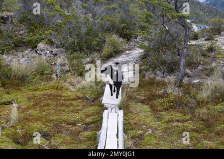 Un cane Karelian Bear che cammina su un sentiero con erba ingiallita in una giornata cupa Foto Stock