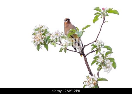 Un waxwing di cedro appollaiato sopra un albero della mela prima di mangiare i relativi fiori della mela, fondo bianco Foto Stock