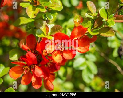 Giapponese ornamentale mela cotogna Chaenomeles japonica Foto Stock