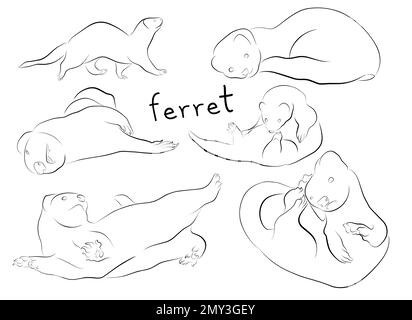 set di elementi vettoriali di illustrazione del profilo del furetto per la progettazione Illustrazione Vettoriale