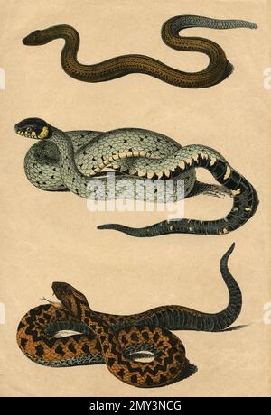 Vita animale in Europa, serpenti: Serpente d'erba, serpente di calamaro e vipera di Kaznakow, illustrazione di colore, 1800s Foto Stock