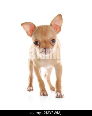 Carino cucciolo Chihuahua su sfondo bianco. Animale bambino Foto Stock