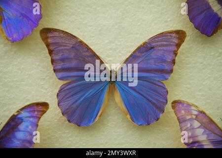 Bella farfalla anaxibia Morpho su sfondo bianco Foto Stock