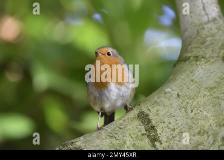 European Robin (Erithacus rubecula) arroccato in fondo al ramo d'albero curvo, guardando all'angolo in alto a sinistra dell'immagine, contro uno sfondo Bokeh verde Foto Stock