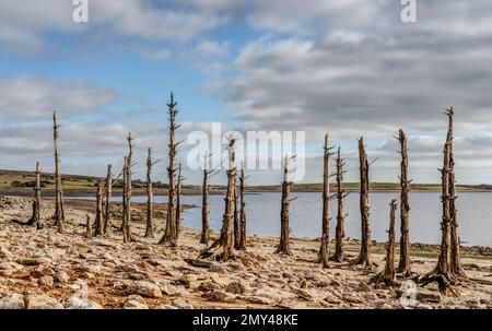 Condizioni di siccità alla fine dell'inverno, il lago Colliford sul Bodmin Moor in Cornovaglia. A livelli normali questi ceppi sarebbero coperti da acqua potabile. Foto Stock