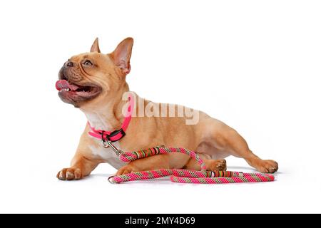 Cane Bulldog francese rosso fawn con colletto rosa e guinzaglio su sfondo bianco Foto Stock