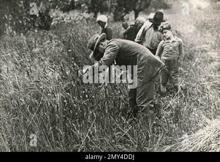 Dittatore italiano Benito Mussolini raccolta di grano a mano, Italia 1930s Foto Stock