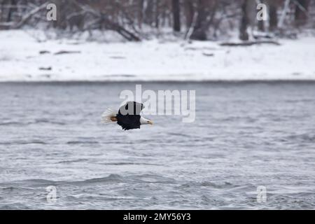 Un'aquila adulta calva sul fiume Mississippi con neve e alberi offuscati sullo sfondo vicino a Davenport, Iowa, in una giornata invernale. Foto Stock