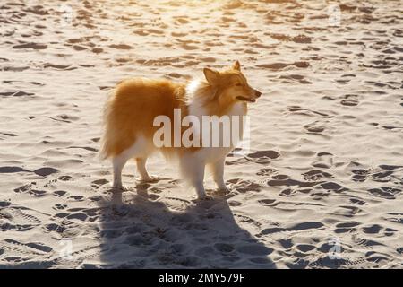 Cane felice sulla spiaggia di sabbia. Sheltie - cane da pastore delle Shetland Foto Stock