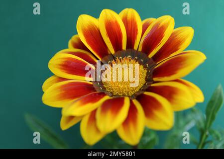 Gazania con petali giallo-rossi, Gazania colorata con stampini giallo-arancio e foglie verdi, fiore estivo in fiore su sfondo verde Foto Stock