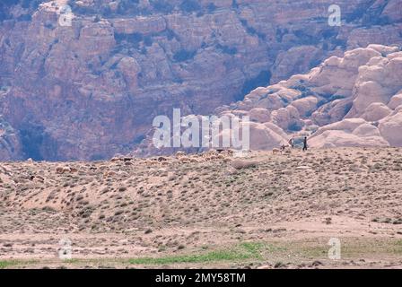 Un pastore che grava pecore e un asino nel paesaggio arido e roccioso della Giordania nel medio-est Foto Stock