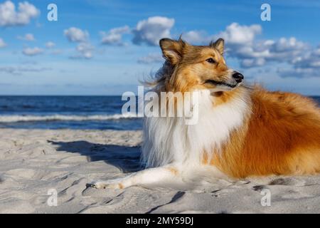 Cane felice sulla spiaggia di sabbia. Sheltie - cane da pastore delle Shetland Foto Stock