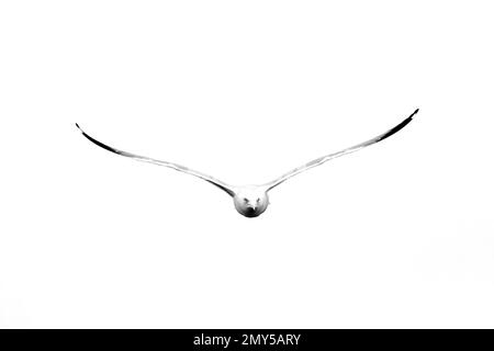 Fotografia in bianco e nero di un gabbiano a forma di anello, Larus delawarensis, in volo guardando la macchina fotografica. Portato a Davenport, Iowa in una giornata invernale. Foto Stock