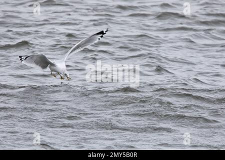 Vista frontale di un gabbiano da terra che si piega per catturare un pesce nel suo becco dal fiume Mississippi a Davenport, Iowa, in una giornata invernale. Foto Stock